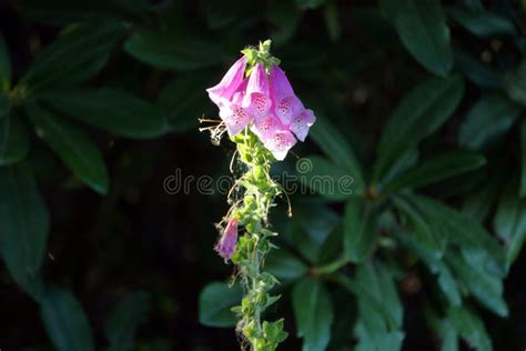 Single Isolated Canterbury Bell Flower Stock Image Image Of