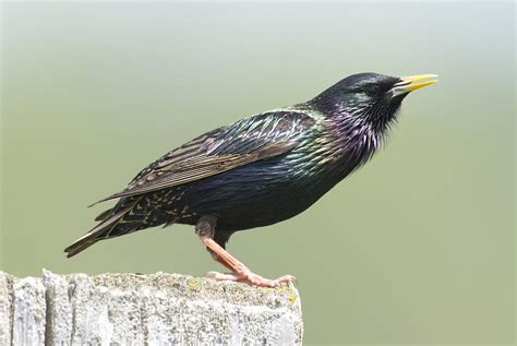 Common Starling Singing Photograph by Steve Gettle