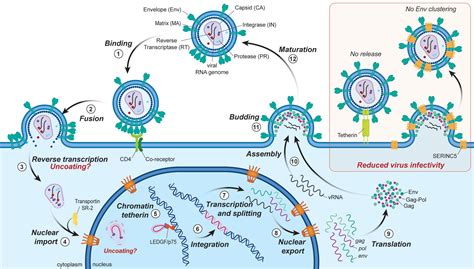 Imaging The Replication Of Single Viruses Lessons Learned From Hiv And