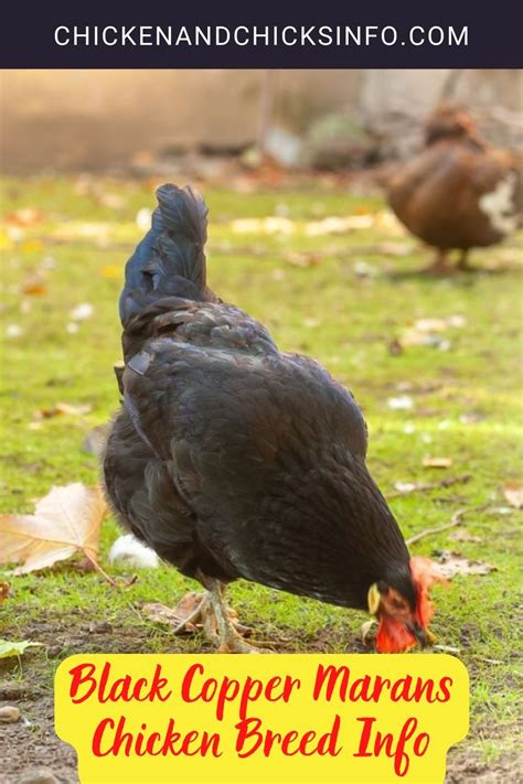 Black Copper Marans Chicken Breed Info + Where to Buy - Chicken ...