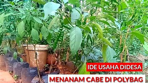 Ide Usaha Didesa Menanam Cabe Di Polybag YouTube