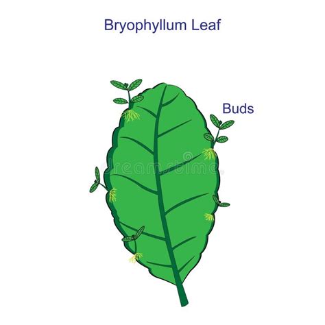 Vegetative Reproduction In Bryophyllum