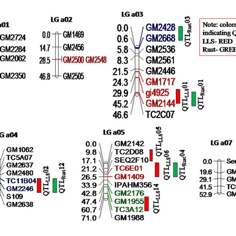 Linkage Map Showing Qtls Identified For Rust And Late Leaf Spot At