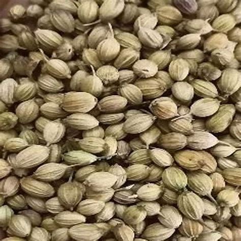 Dried Green Fresh Organic Coriander Seeds Form Whole At Rs 60 Kg In