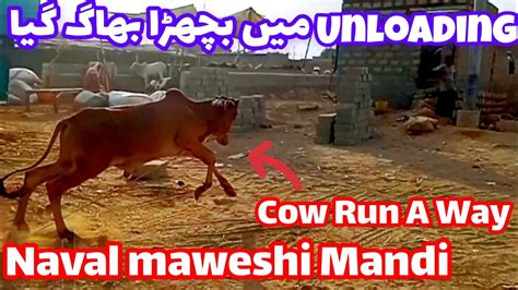 Cow Run A Way Unloading Naval Moach Goth Maweshi Mandi Qurbani