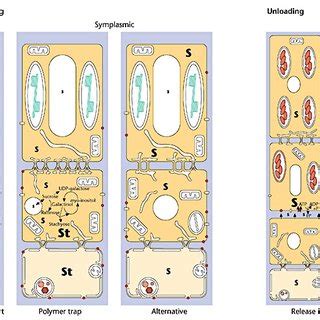 1. Pathways of phloem loading and unloading in plants. Two modes of ...