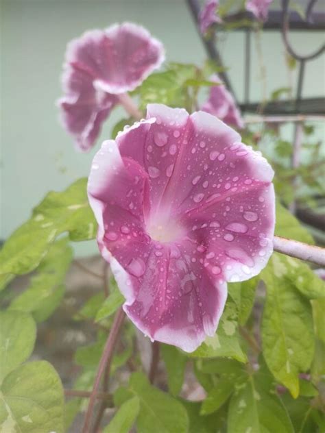 Chocolate Morning Glory Mountain Top Seed Bank