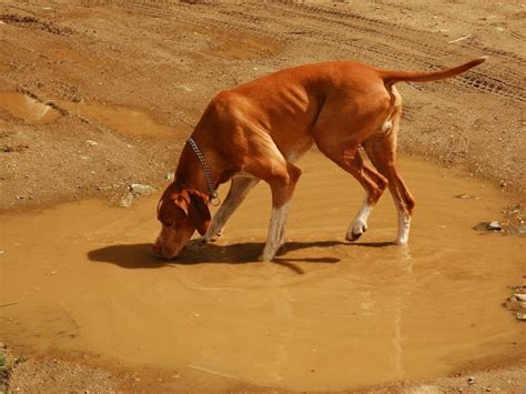 Síntomas contagio y tratamiento de la Giardia en perros Caninopedia