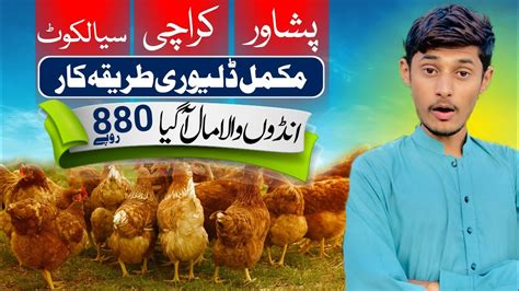 Golden Desi Misri Poultry Farming In Pakistan At High Level Desi