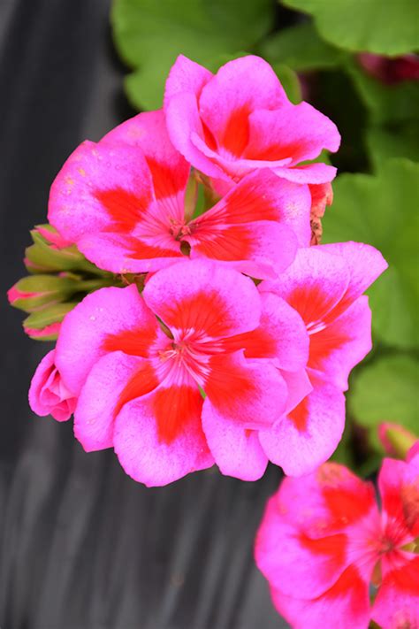 Calliope Large Lavender Mega Splash Geranium Pelargonium Calliope Large Lavender Mega Splash