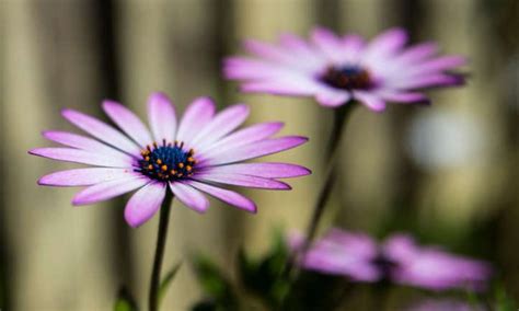 12 Amazing Benefits Of Adding African Daisy Flowers To Your Garden