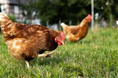 Free Range Egg Crisis Farmers Call For Immediate Price Increase