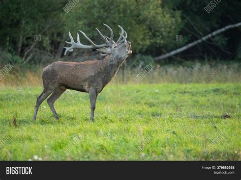 Red Deer Nature Image & Photo (Free Trial) | Bigstock