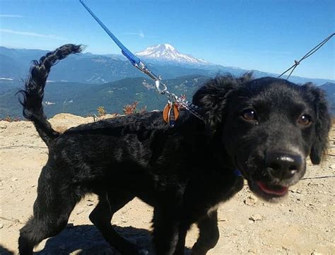 20 Beautiful Blue Heeler Mixes: The Best Cattle Dog Mixes