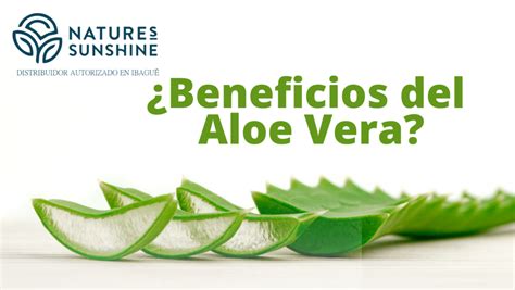 ¿beneficios Del Aloe Vera Natures Sunshine Ibagué