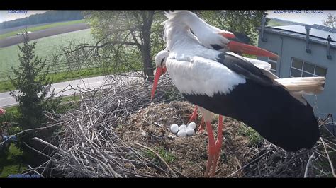 Bocian Gniazdo Zambrow Kamera Na Ywo Ptaki Whitestork Nest