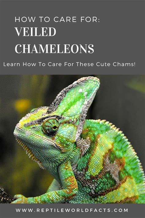 Veiled Chameleon Care Sheet Chameleon Pet Veiled Chameleon