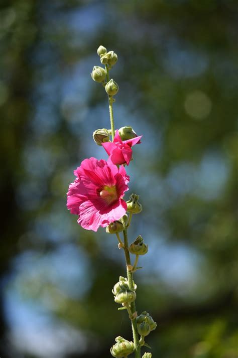 Pinke Blume Pflanze Bl Te Kostenloses Foto Auf Pixabay Pixabay