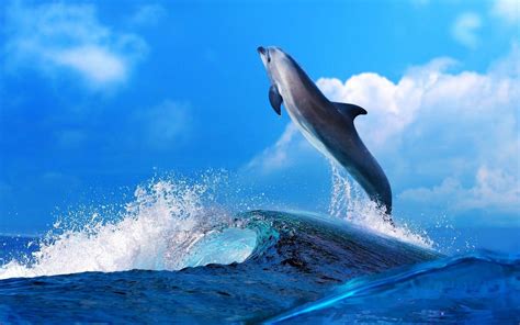 Dolphin 4k Wallpapers Top Free Dolphin 4k Backgrounds Wallpaperaccess