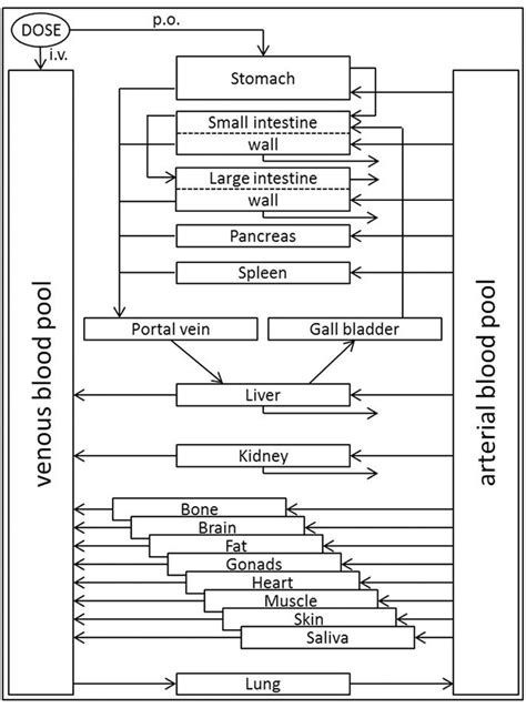 Generic Structure Of The Whole Body Pbpk Model The Model Organism Is