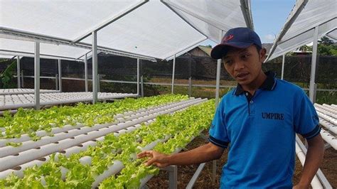 Program Petani Milenial Bergaji Rp 10 Juta Petani Muda Tapin Ini