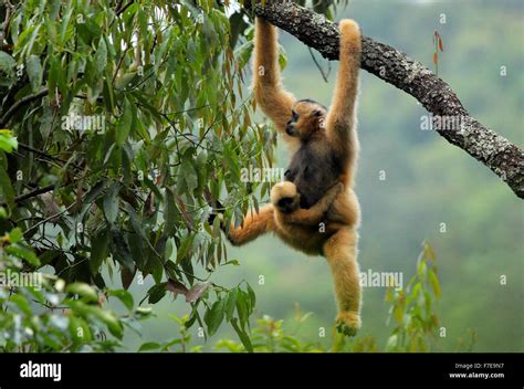 Eastern Black Crested Gibbon Hi Res Stock Photography And Images Alamy