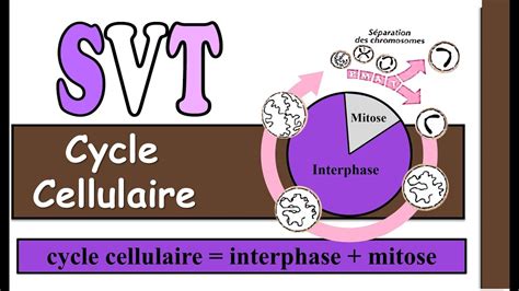 Cycle Cellulaire Interphase Mitose YouTube