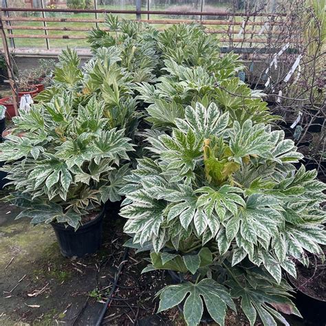 Large Fatsia Japonica Spiders Web | Variegated Fatisa | Charellagardens