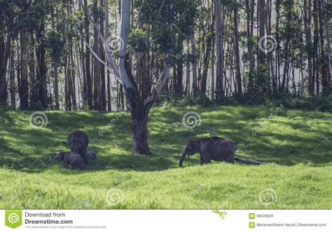 Elephants in Munnar Wildlife Sanctuary Stock Image - Image of jungle ...