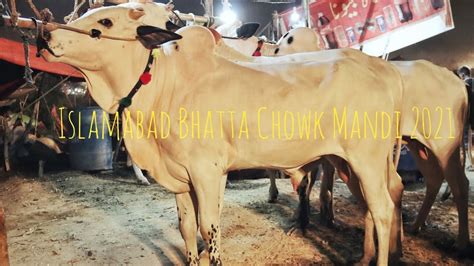 Islamabad Bhatta Chowk Cow Mandi 2021 Update Vlog Tayyab Mughal