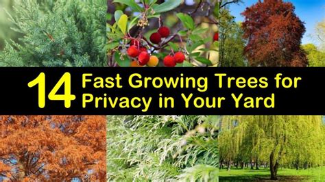 14 Fast Growing Trees for Privacy in Your Yard