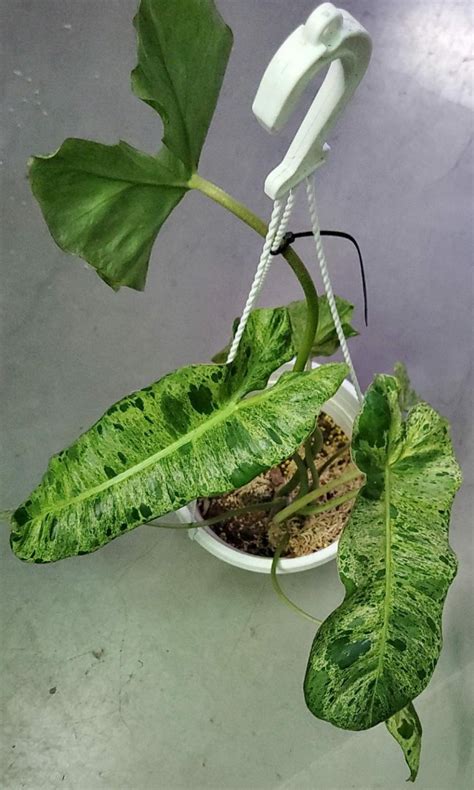 Philodendron Paraiso Verde Mujito Variegated Bushy Healthy Happy Plant