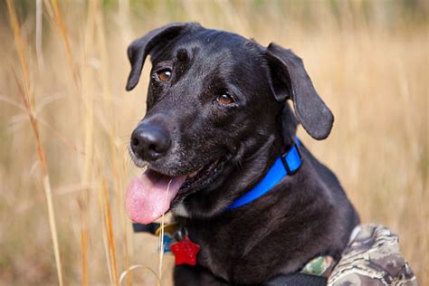 Black Lab Hunting Stock Photos Pictures And Royalty Free Images Istock