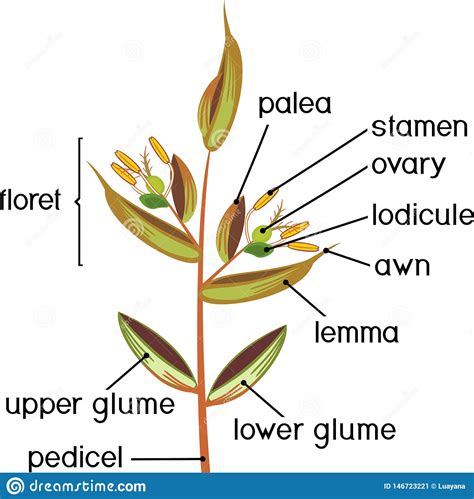 Structure Of Grass Inflorescence Spikelet Cartoon Vector ...