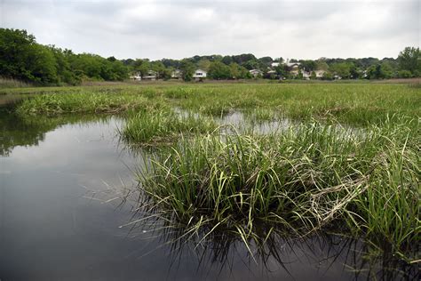 In A Queens Park Reclaiming An Urban Wetland Curbed Ny