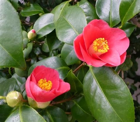 11 Diferentes Variedades De Camelias Guía De Jardín