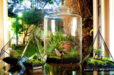 Mod Les De Terrarium Plante En Bocal Ferm Ou Ouvert Terrarium