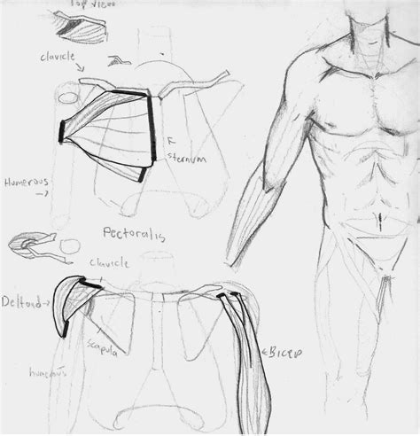 Introduction To Human Anatomy VisArts