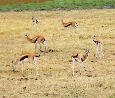 Herd of Thomson`s Gazelle Eudorcas Thomsonii in Serengeti National Park ...