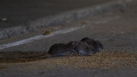 Pest Control Company Orkin Declares Chicago ‘rattiest City Again How Do Other Cities Stack Up