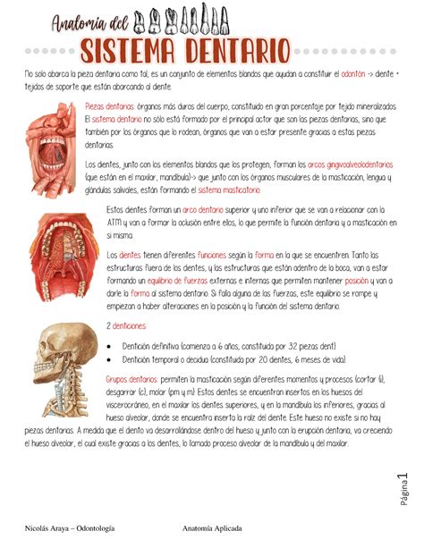 Resumen Anatom A Sistema Dentario P Gina No Solo Abarca La Pieza