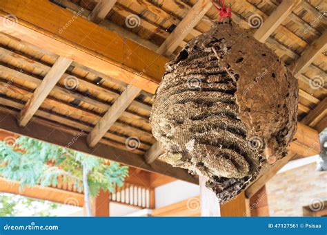 Big Wasp Nest Stock Image Image Of House Life Sting 47127561