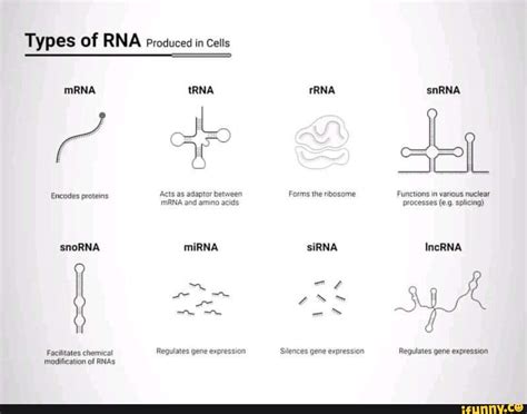 Types Of Rna Produced In Cells Mrna Trna Encodes Proteins Acts As Adaptor Between Mrna And