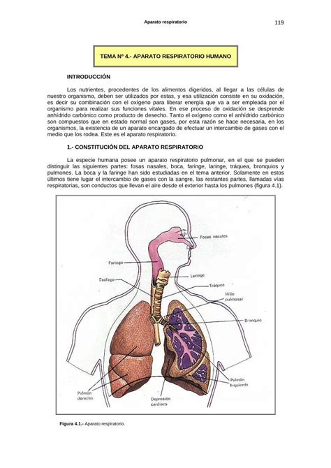 PDF TEMA Nº 4 APARATO RESPIRATORIO HUMANO INTRODUCCIÓN 120