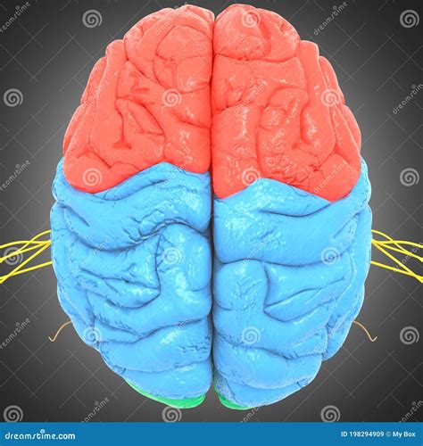 Human Brain Lobes Anatomy for Medical Concept 3D Stock Illustration ...