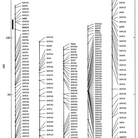 Genetic Positions Of The 237 Snp Markers Used To Define A Biallelic Snp