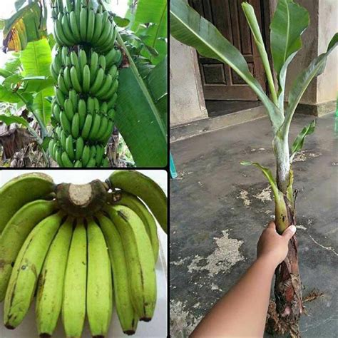 Jual Tanaman Bibit Buah Pisang Ambon Original Shopee Indonesia