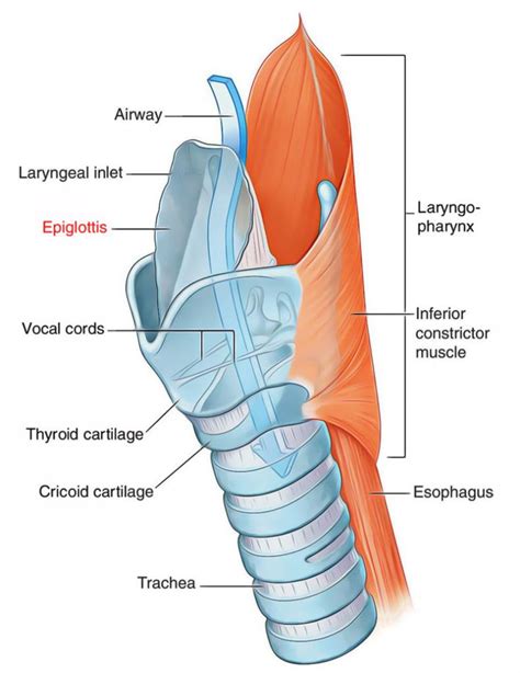 Larynx | Medical anatomy, Basic anatomy and physiology, Human anatomy ...