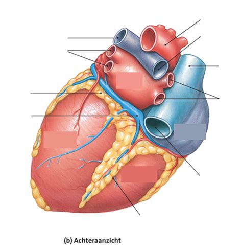 Uitwendige Anatomie Van Het Hart Achterkant Deel 2 Diagram Quizlet