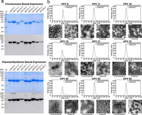 Evaluation Of The Hpv Valent Capsid Proteins Produced Via Two